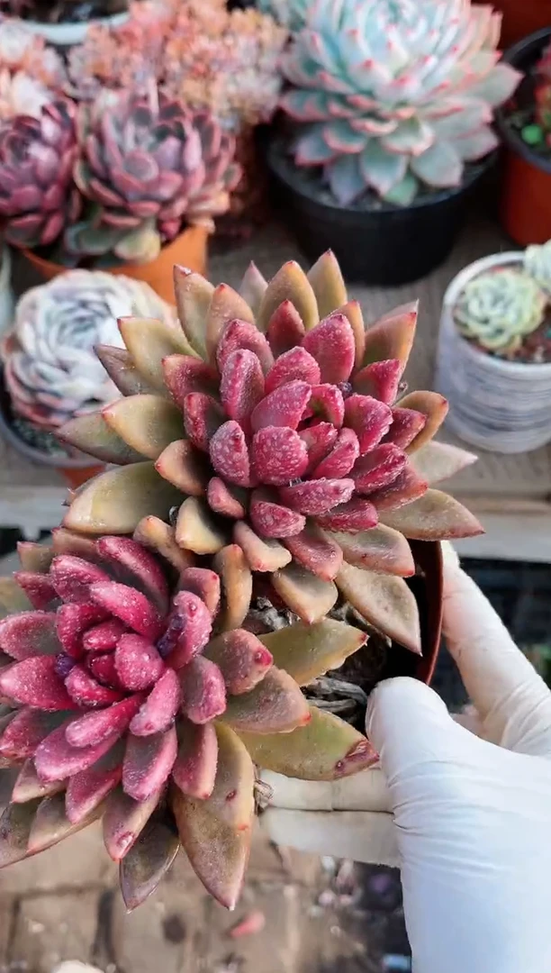 【闪购商品】21243