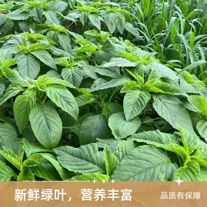 1斤新鲜绿苋菜现摘野生人人菜大叶青人汉菜当季人性菜野菜苋菜
