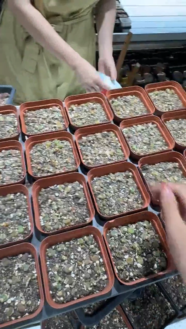 1-101多肉植物脱土发