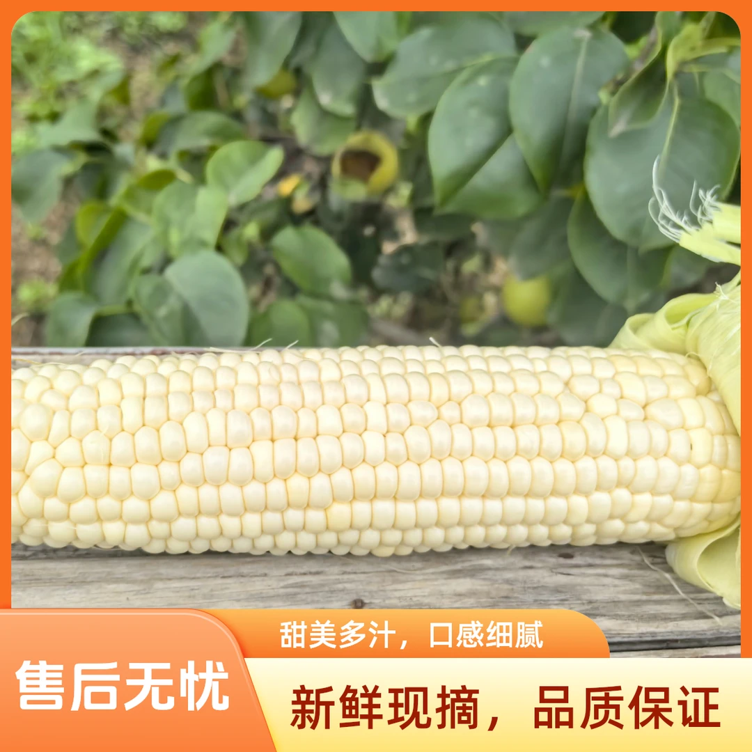 爆汁清甜！通州区当天摘当天发，可生吃的西施玉米（买7送1）北京市