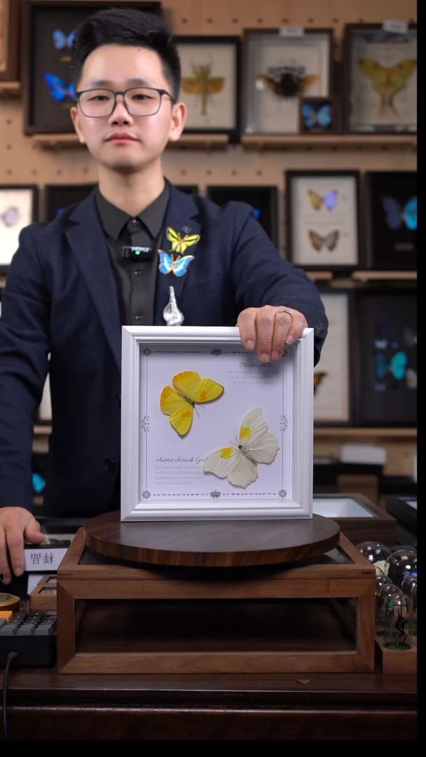 蝴蝶标本摆件竞拍d198