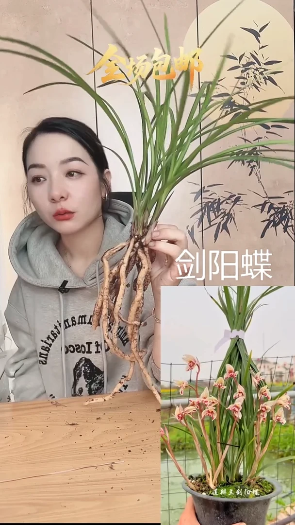 当前无花栽培后可以开花：剑阳蝶