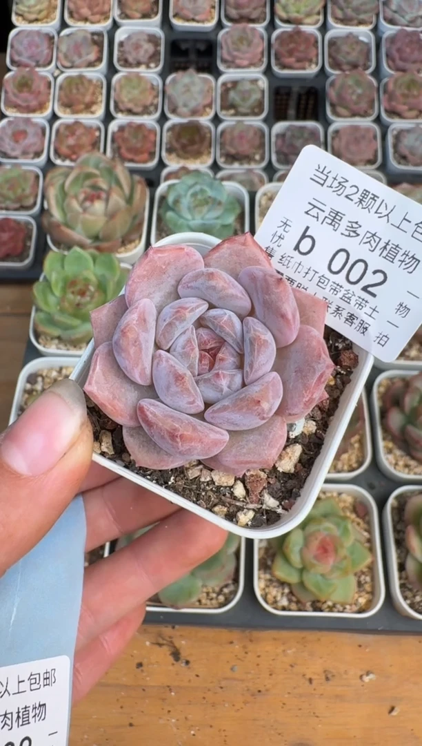 002Z珍妮多肉(6.5cm杯）一物一拍 带盆土发