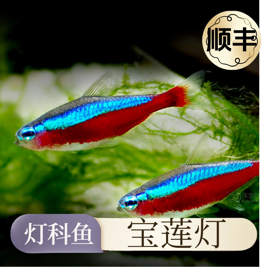 【双12直播活动】宝莲灯鱼热带观赏鱼小型灯科淡水群游活体鱼苗