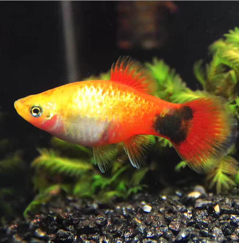 小型热带观赏鱼 孔雀鱼 黄米奇 好养易活