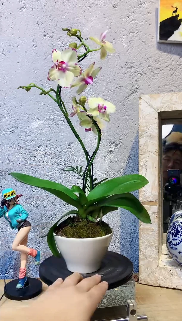 大部分花苞少量开放214植物杂货店，来淘宝吧