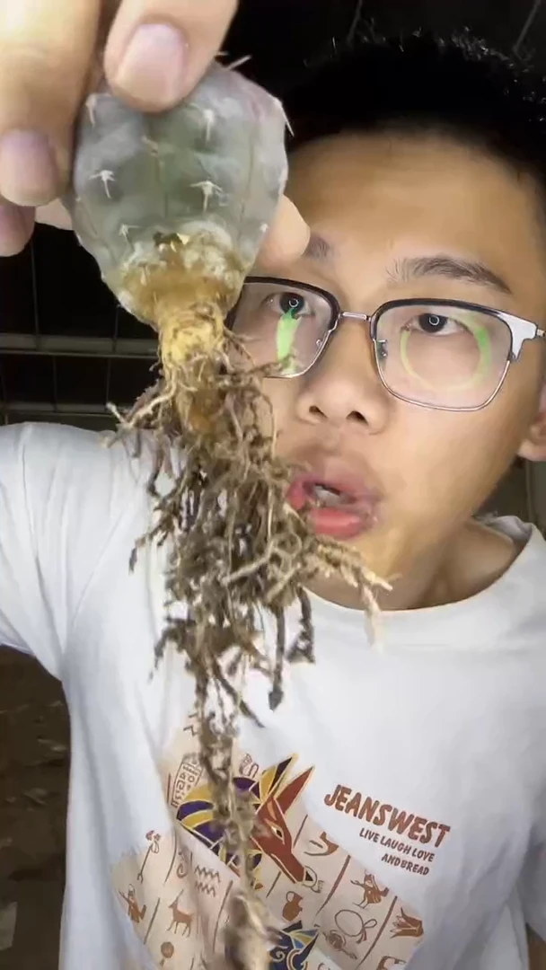 实生根 4-6cm 紫皮铅皮