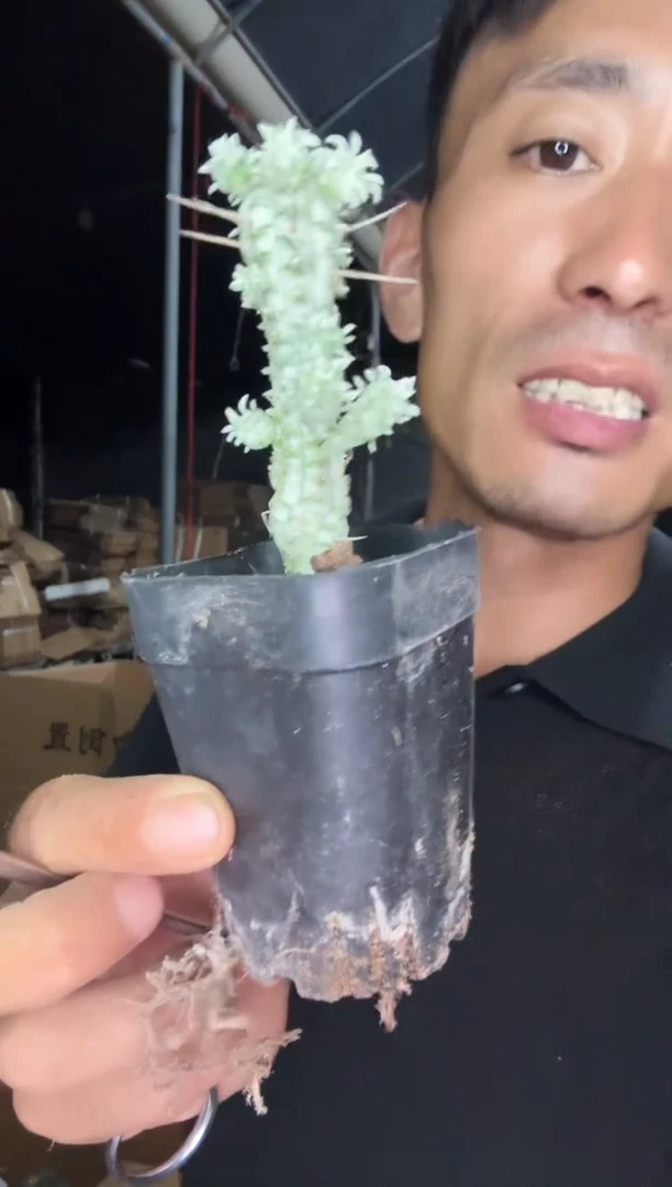 大华麒麟12.99===