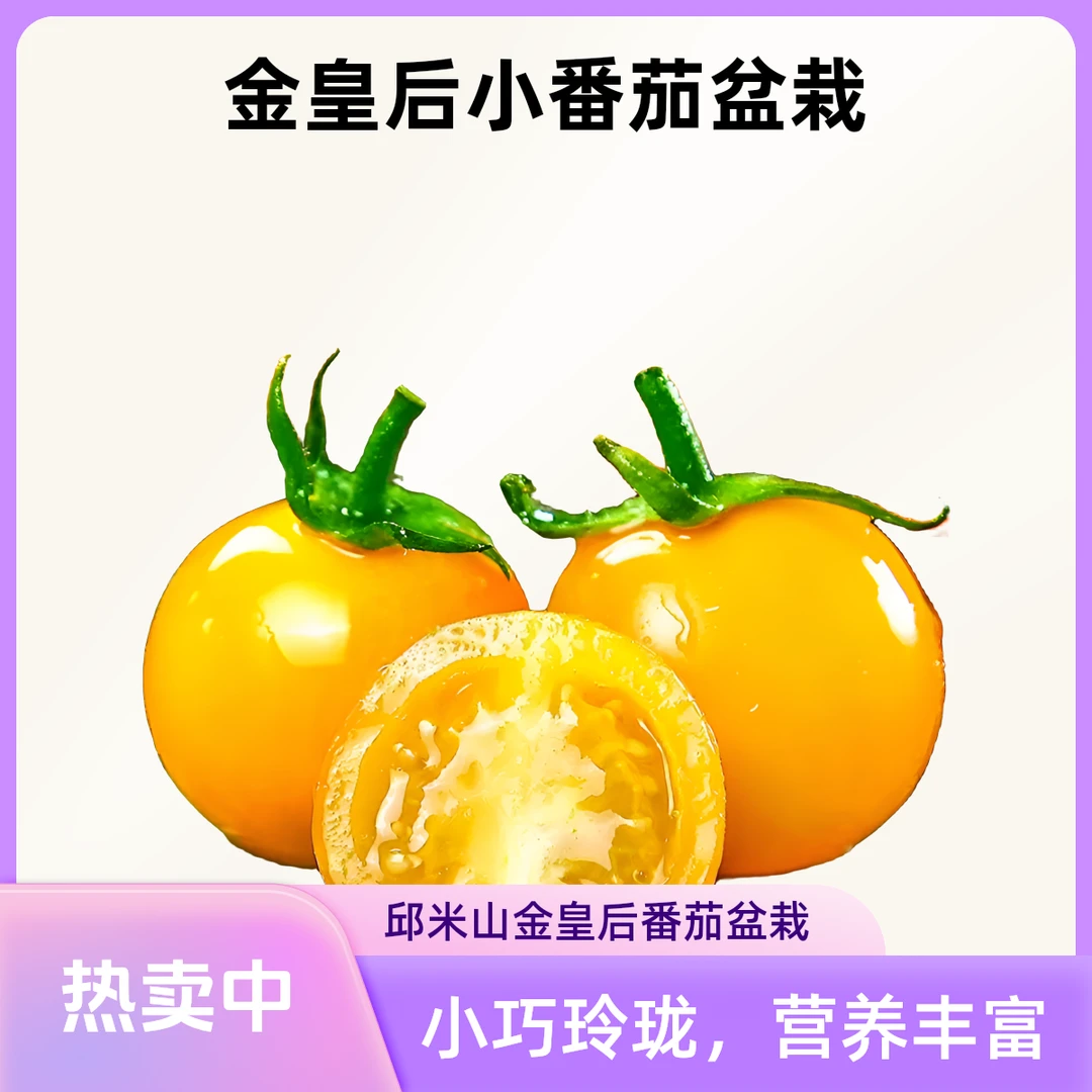 金皇后小番茄盆栽圣女果苗樱桃小西红柿苗四季露天阳台蔬果盆栽