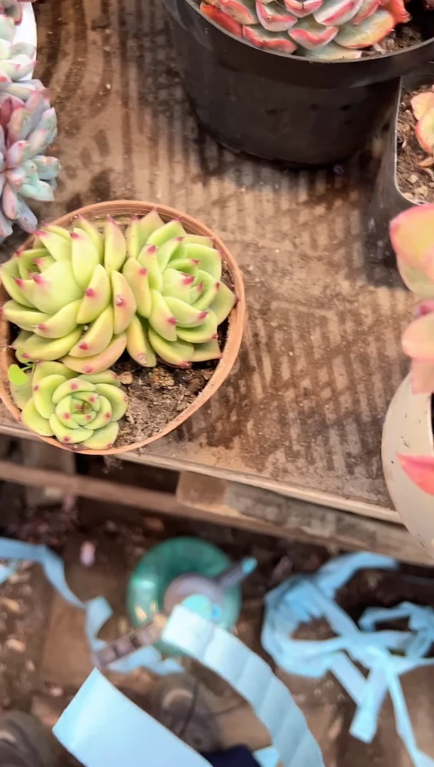 那****吧多肉植物一物一拍24409