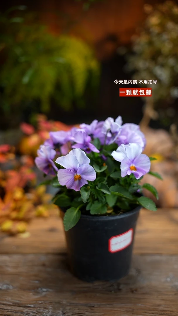 少量花朵（建议范围：2朵-5朵 或40%以下）013