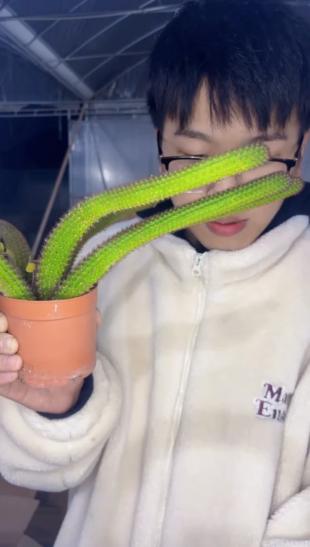 【闪购商品】多头垂钓金妞