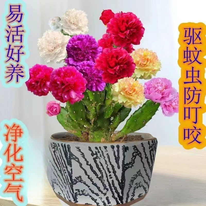 嫁接多色千手观音仙人掌盆栽懒人花卉浓香型大花耐热耐旱易成活