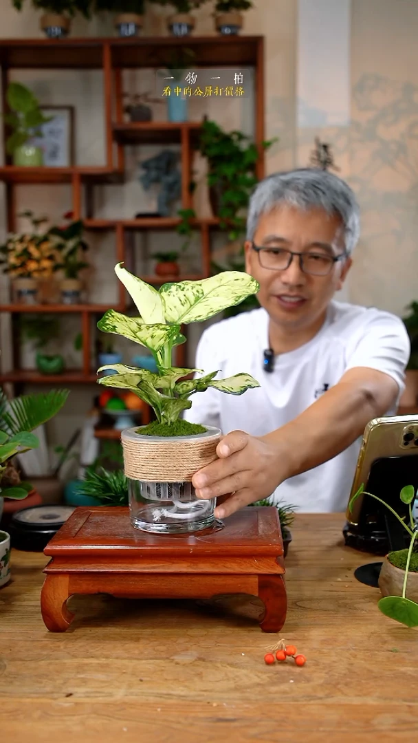 不开花植物虚白象370