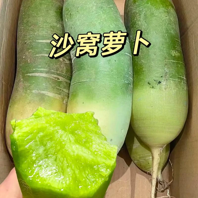 【正宗天津沙窝村沙窝萝卜】天星2号 清脆爽口 鲜嫩多汁  露天 无打冷 想更甜不辣 放0-4度冷藏 限量1000单！！