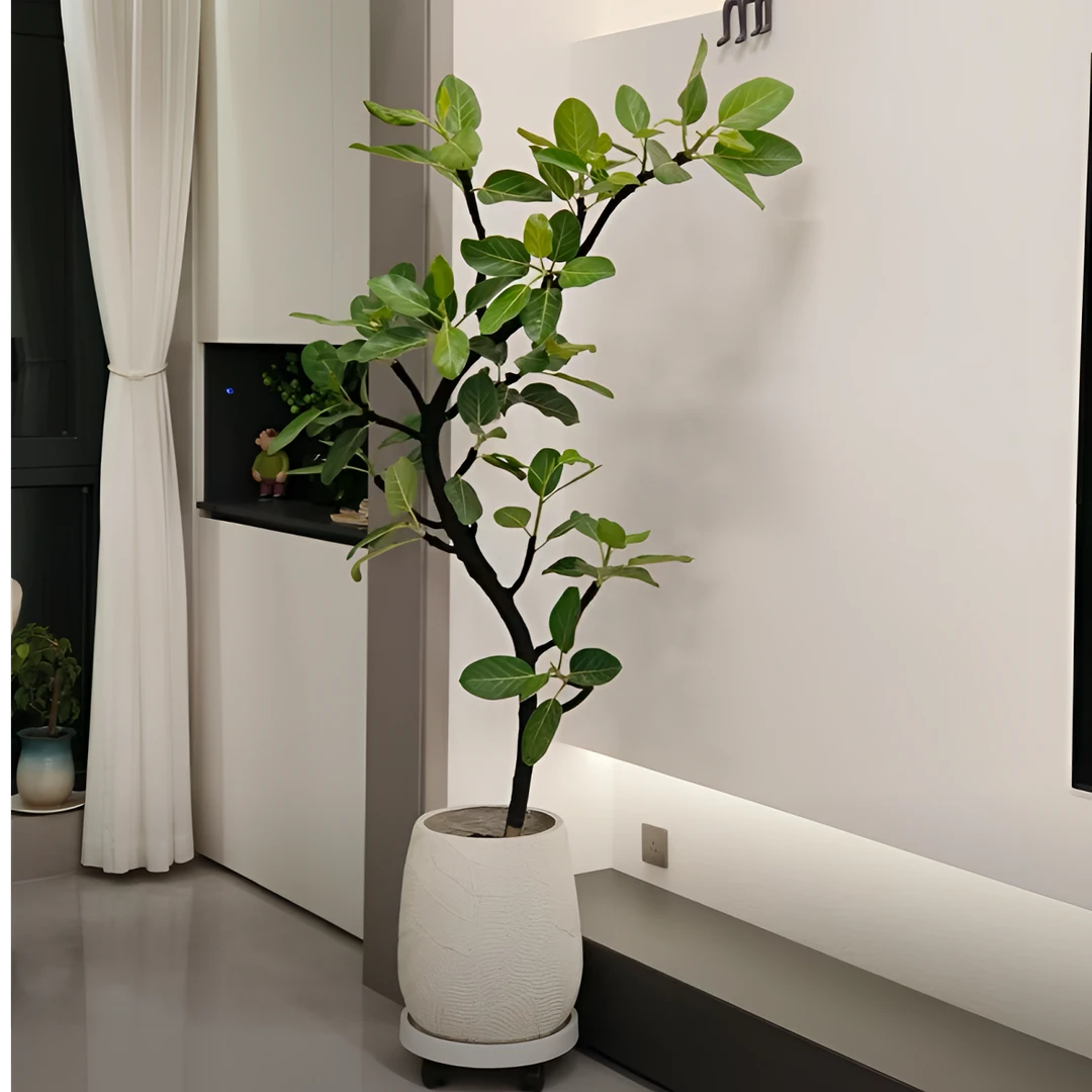 高山榕孟加拉榕橡皮树富贵榕绿植盆栽室内庭院基地生长环境枝条鲜