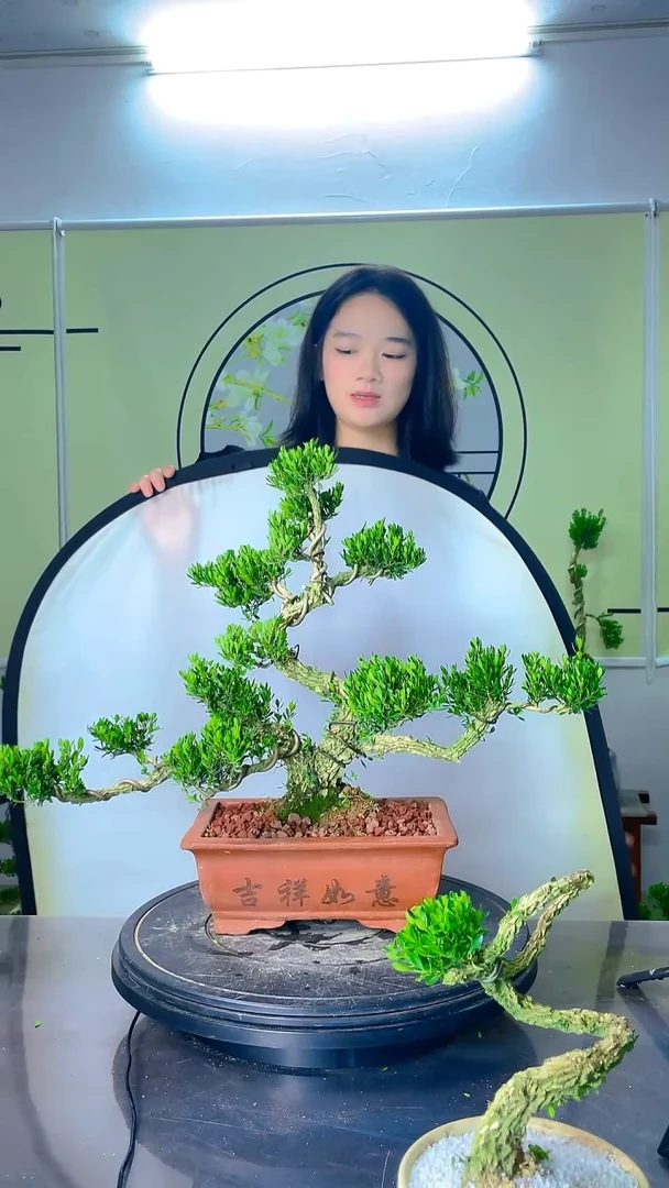 不开花植物广东雀舌皱皮黄杨（换白冰裂）