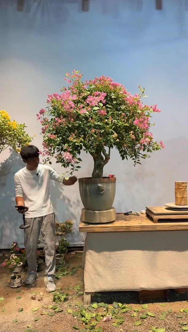 全部花朵人***天三角梅33