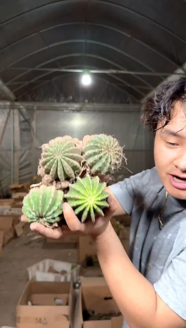 6颗 实生根 席克氏彩草 4-6cm