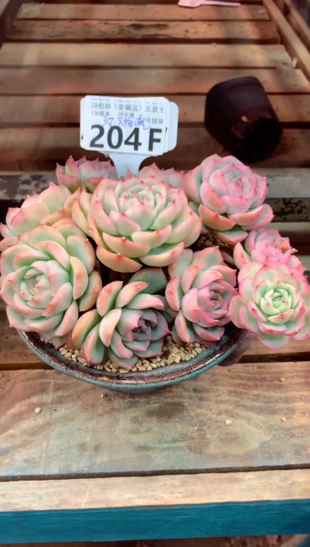 204F只走物流（一物一拍，精品多肉，w所见即所得 ）