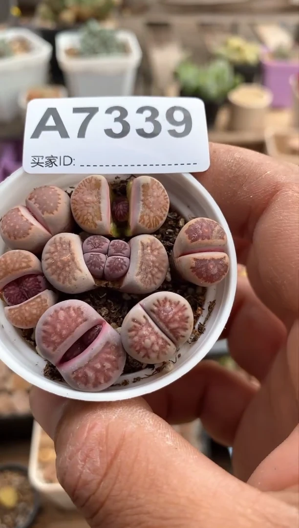 【闪购商品】7339直播间一物一拍