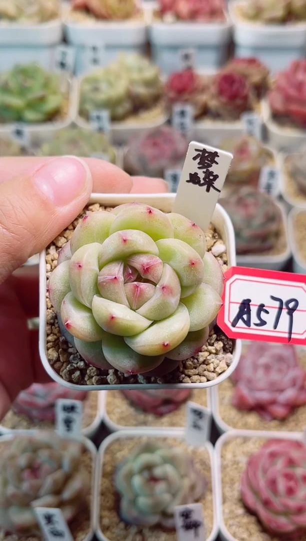 A579梦蝶一物一拍