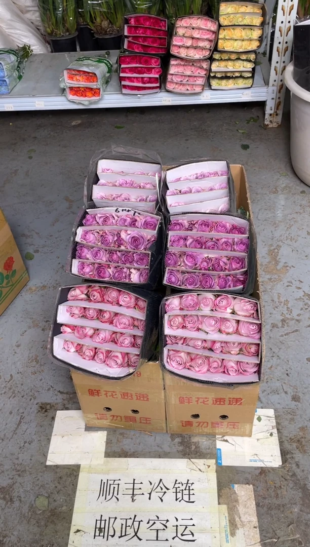 气场20枝+紫霞20枝+海洋之歌20枝