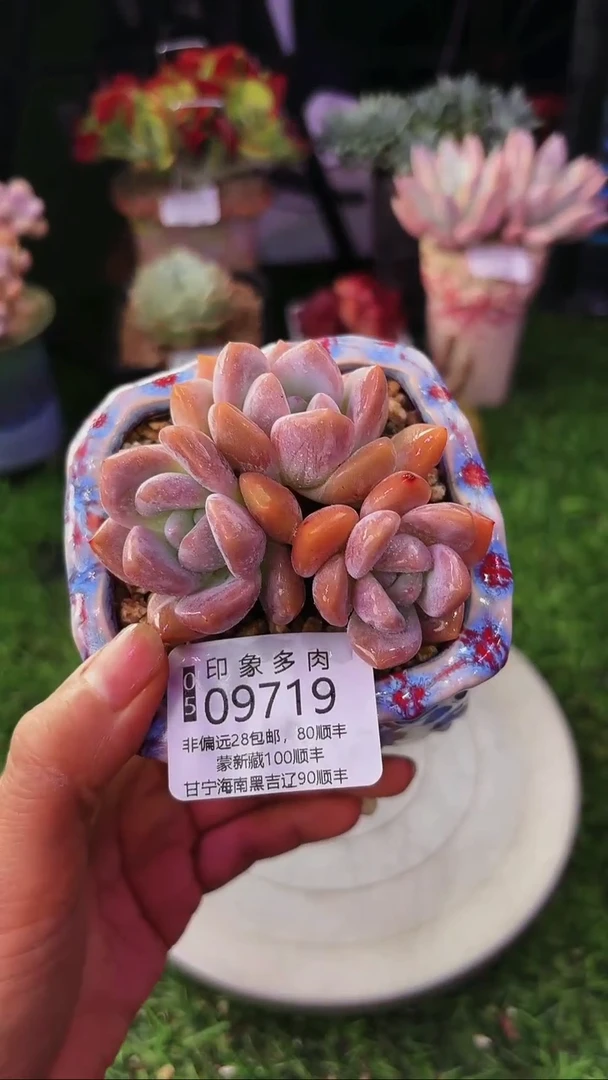 昆明印象多肉09719