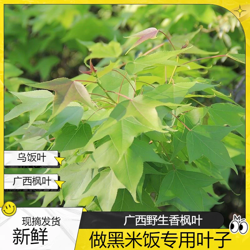 广西十万大山新鲜香枫叶三月三米饭辅料