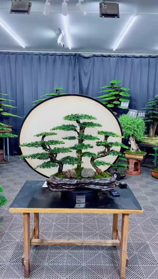 无花朵罗汉松盆景...