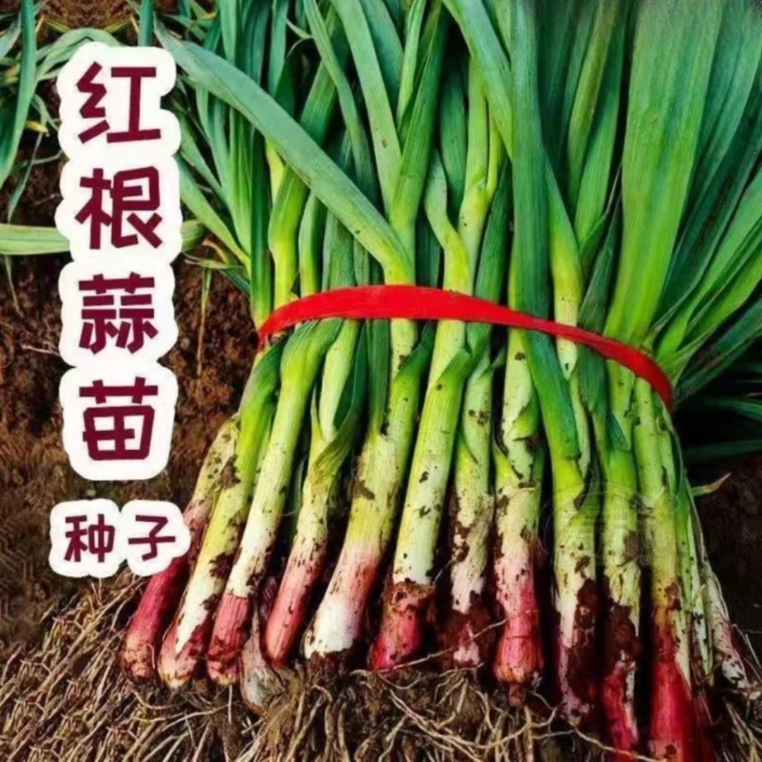 【紫根蒜苗种子】家庭阳台小院盆栽地栽四季种植