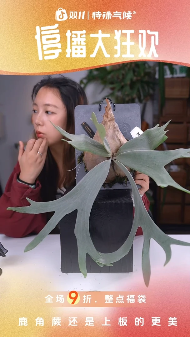 不开花植物M243-爪哇鹿角蕨