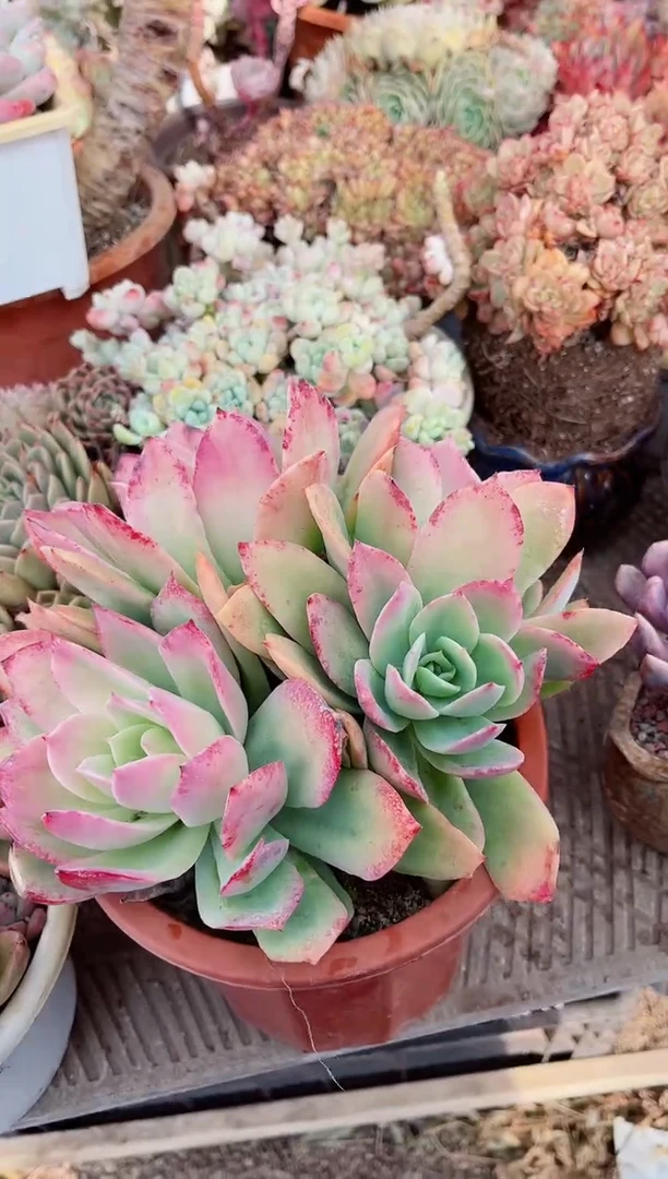 【闪购商品】13182