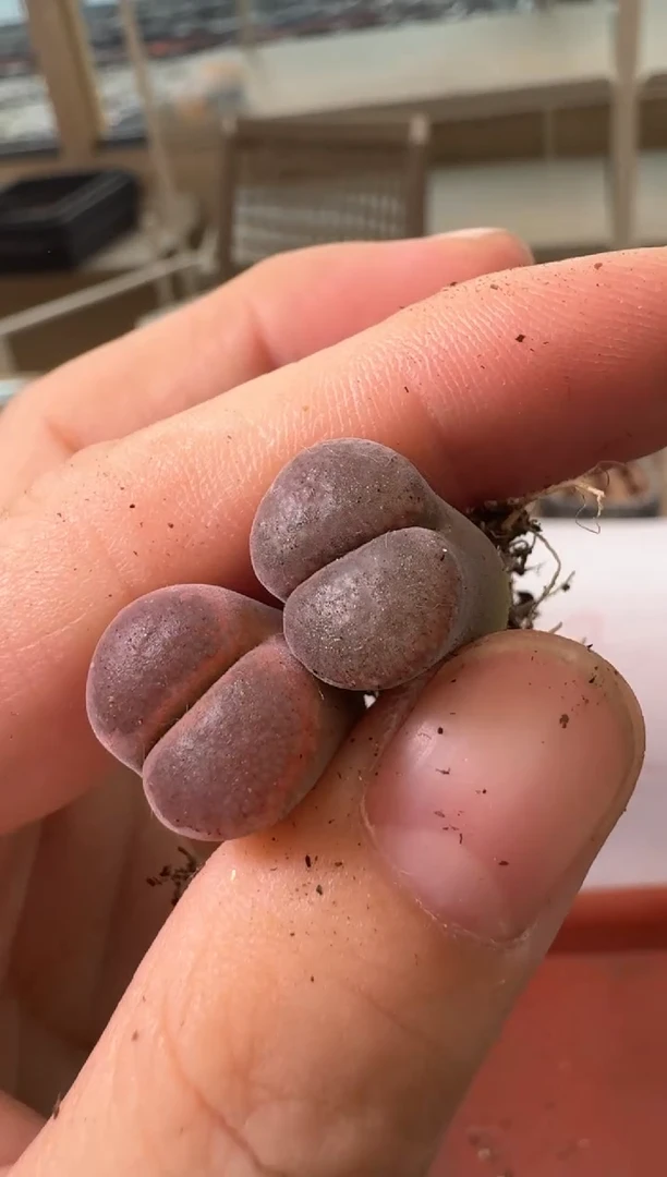 6-206多肉植物肉锥