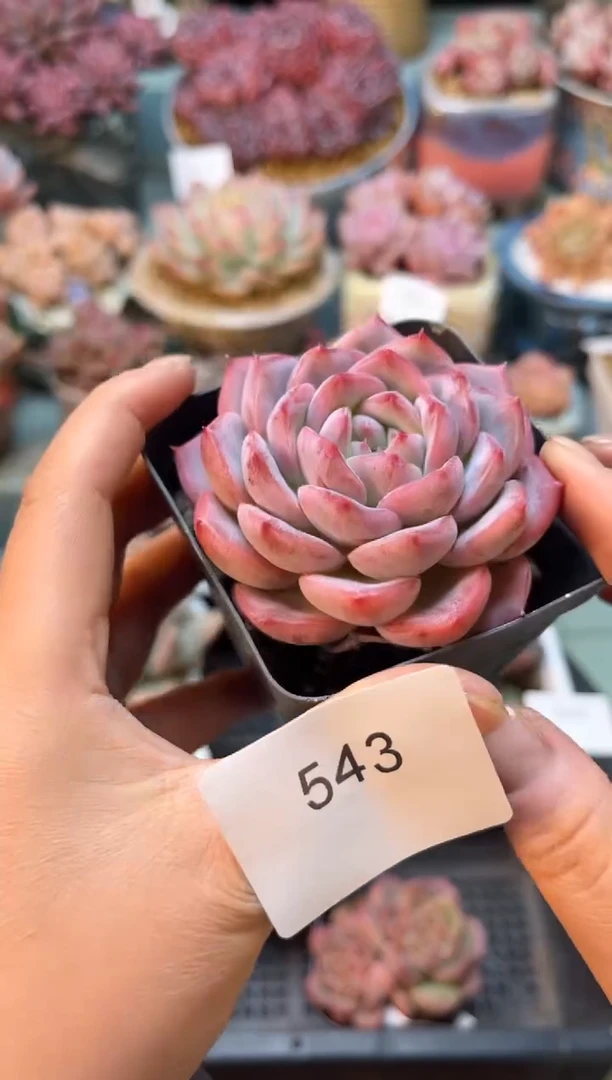 543单头个体多肉