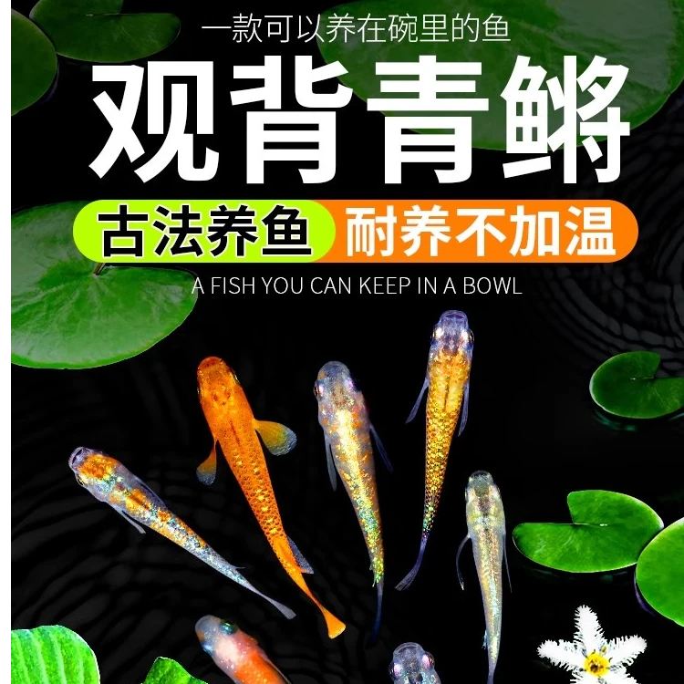 观背青鳉观赏鱼冷水鱼苗魔法鱼小型锦鲤金鱼淡水鱼不打氧好养活