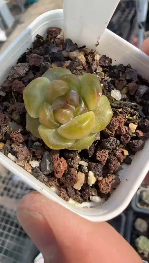 多肉植物一物一拍0511—457