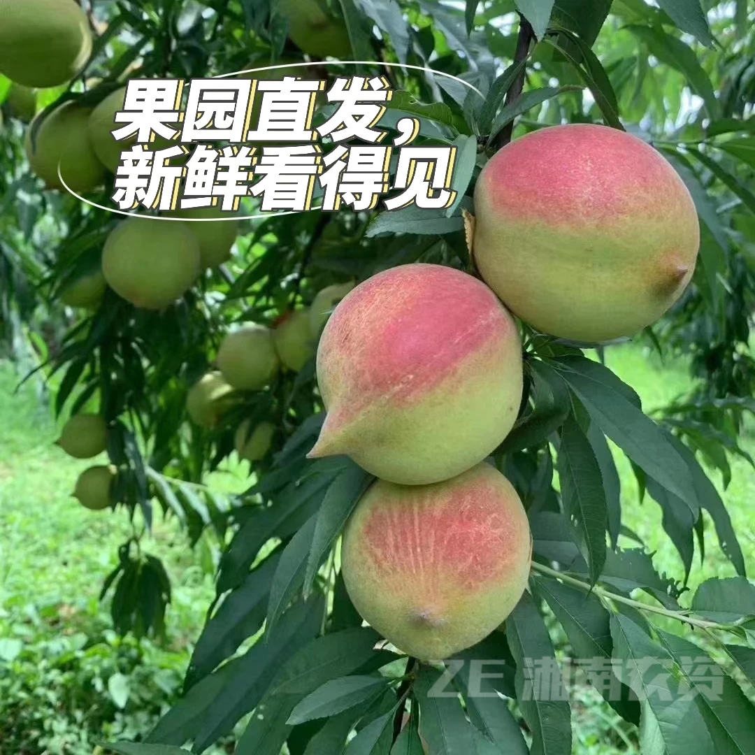 东江湖新鲜水果鹰嘴桃现摘现发当季水果酸甜脆桃子果园直发