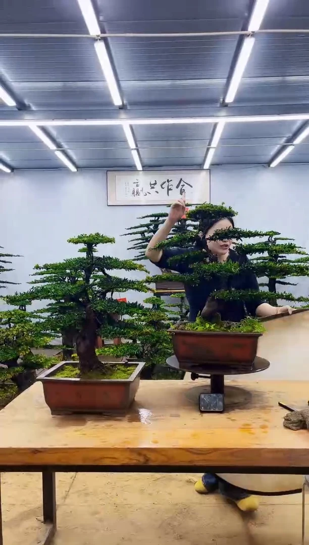 无花朵一物一拍，所见即所得