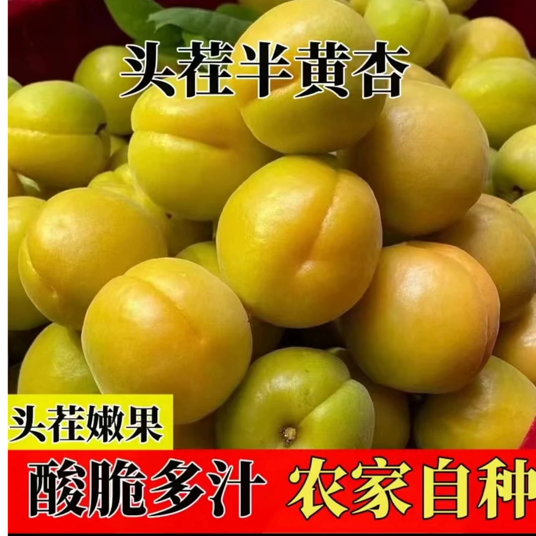 【微黄杏果园头茬】大黄杏新鲜水果孕妇酸水果绿杏子金太阳应季水果