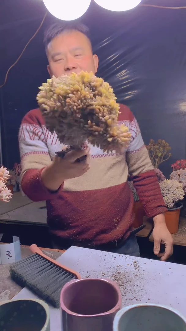 【闪购商品】缀化261