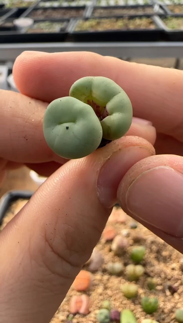 【闪购商品】9-194