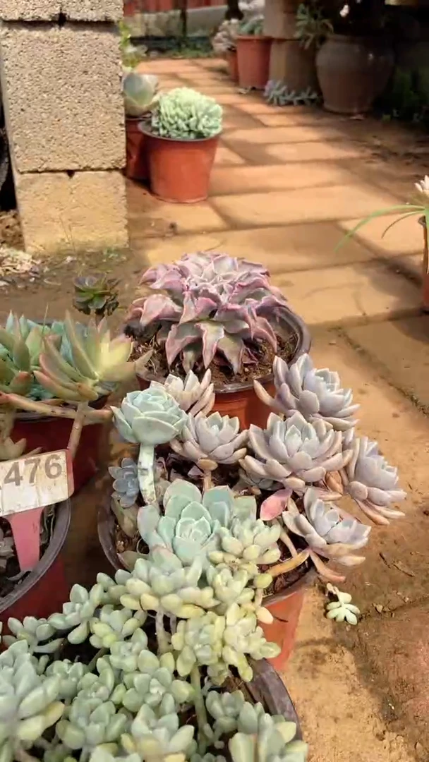 A476闪购清风花木兰多肉组合脱土发货