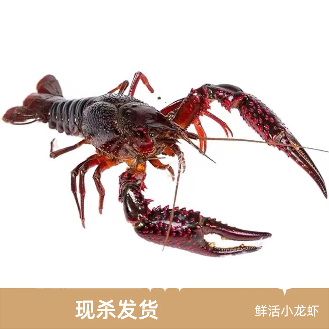 鲜活小龙虾1/3/5斤（默认处理好，不需要处理下单备注，不处理容易缺氧闷死）