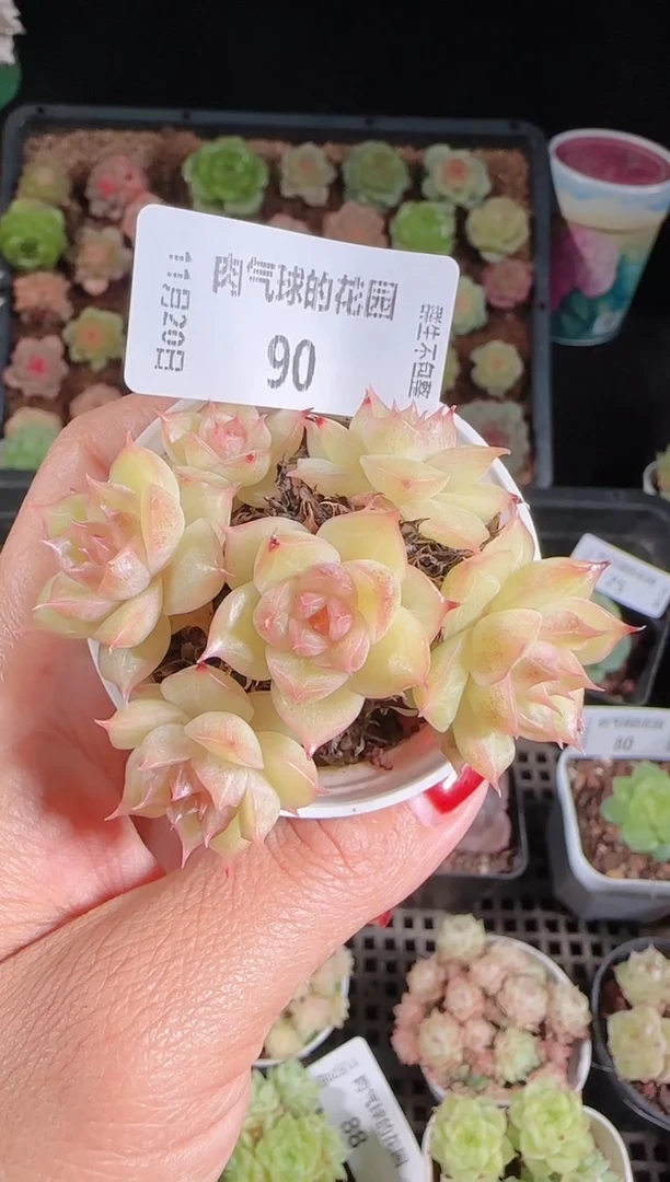 1120-90群生不包整