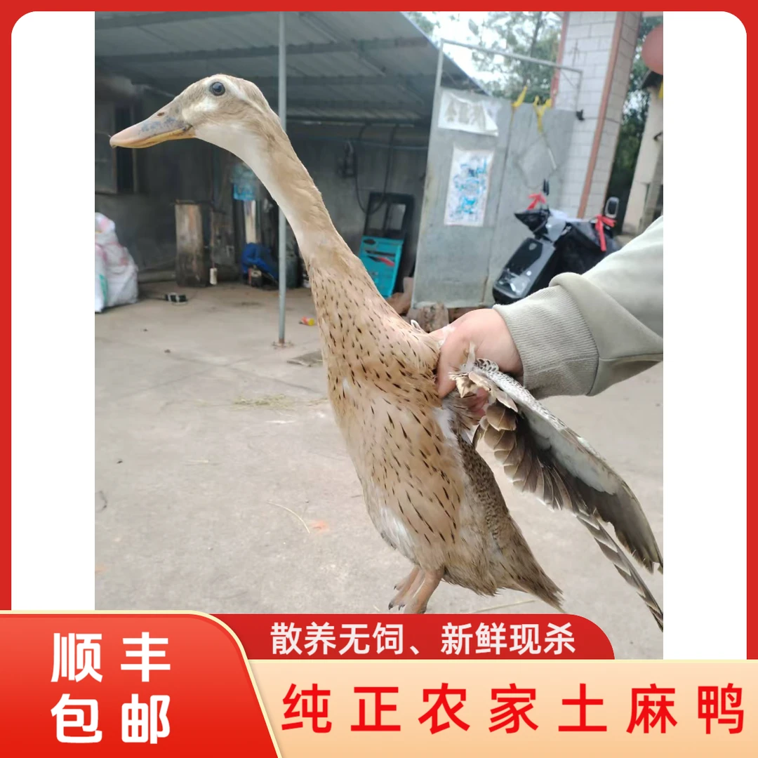 江西农家麻色菜鸭  |  纯散养无饲料 |  红烧炖汤皆可