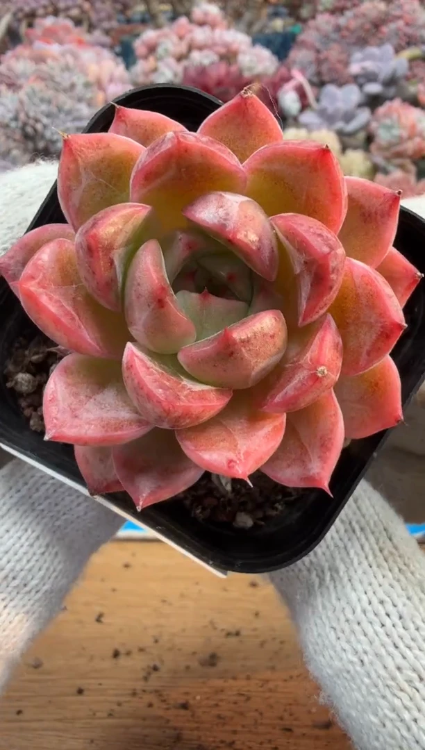 东云多肉园三号店-243