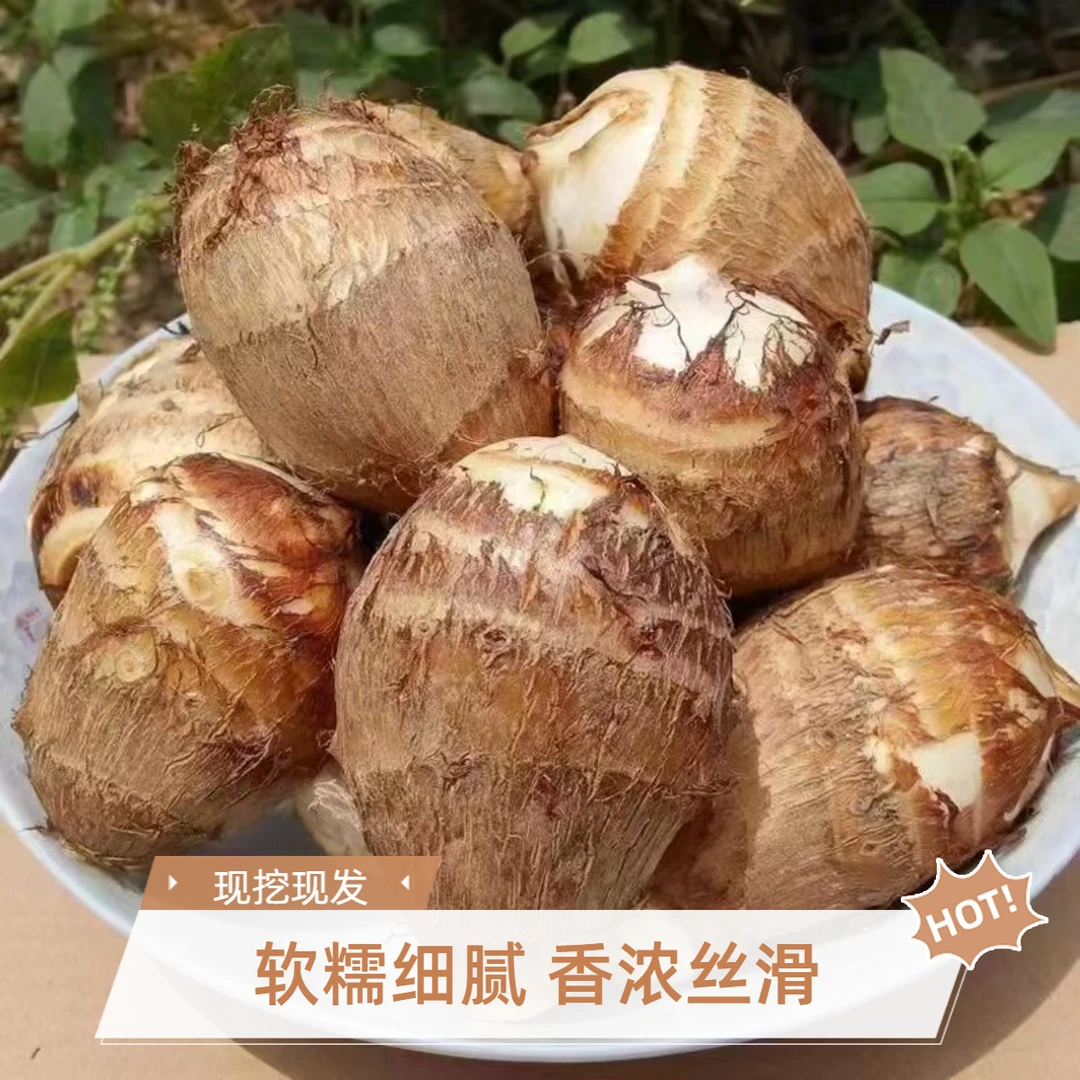 5伒正宗山东牛奶芋头新鲜细腻奶香香糯当季现挖现发农家菜