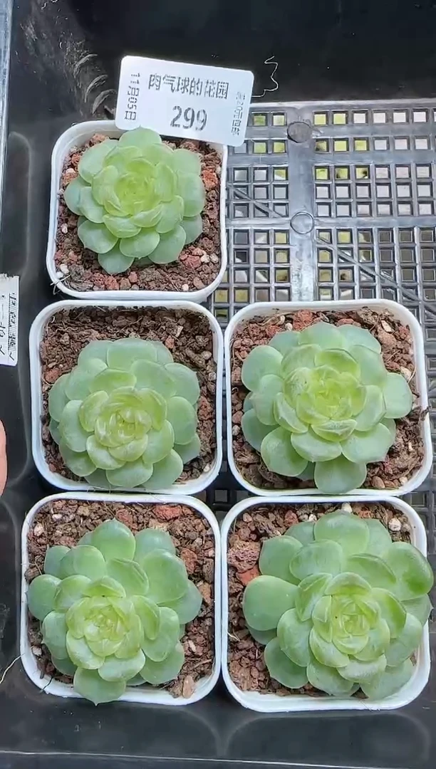 1105-299无尽灯量拍麦秆群不包整哦