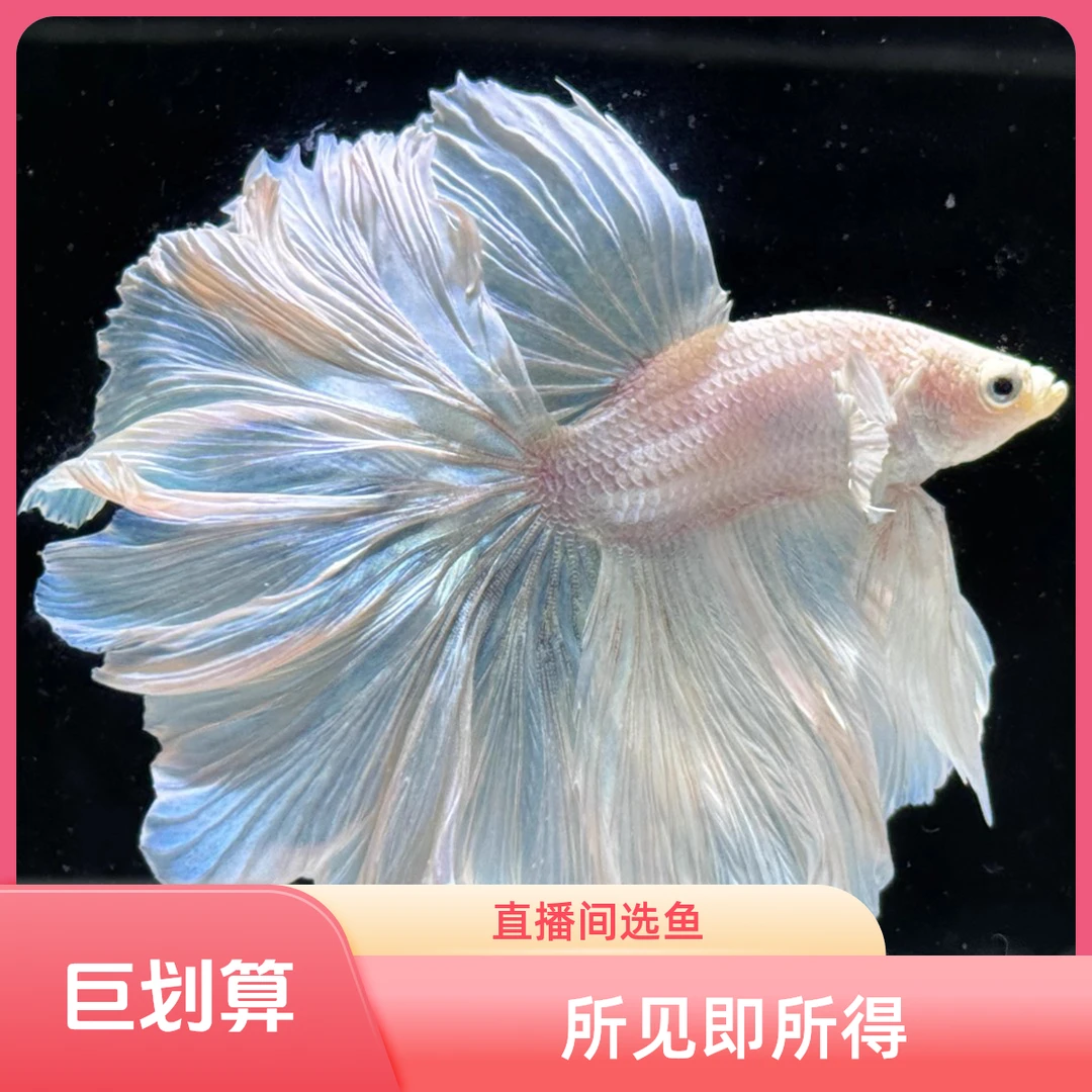 1-100号直播泰国斗鱼网红宠物仙女款半月纯白超美斗鱼热带婚纱鱼